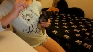 собака скулит смешно