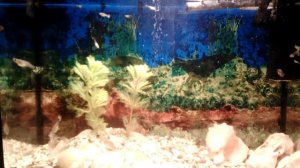 Чистка стекол аквариума. Кипячение грунта. Замена воды в аквариуме