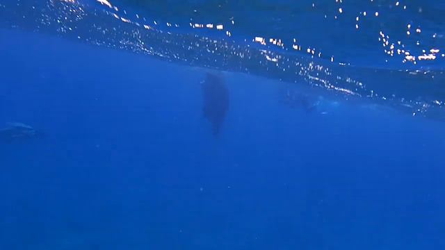 Прогулки с дюгонем смотреть онлайн