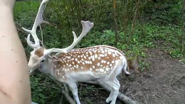 Лань. Зеленоград. "Дом лани" смотреть онлайн