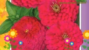 Цинния изящная Лилипут перл. Краткий обзор, описание характеристик zinnia elegans Liliput Pearl