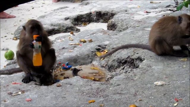 Остров Обезьян. The island of monkeys..wmv