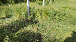 Садовый мульчер. черешня подвой всл-2. Завязь черешни сорт Саммит???