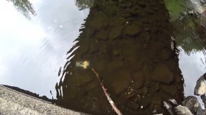 КАК МОЖНО ПРОСТО И БЫСТРО ЗАГОТОВИТЬ ЖИВЦА! МОРДЫ ЛОВУШКИ ИЗ ПЯТИ ЛИТРОВЫХ БУТЫЛОК!