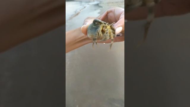 Кто-кто в ракушке живёт? смотреть онлайн