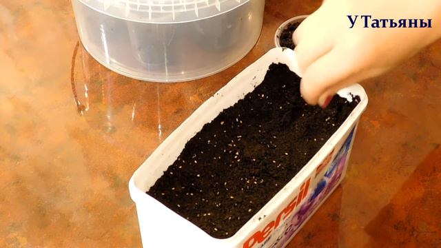 Высеваем на рассаду: ИПОМЕЮ, ВЕНИДИУМ, КОБЕЮ. Высеваем цветы однолетники на рассаду. смотреть онлайн