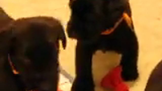 ризеншнауцер 29 дн смотреть онлайн