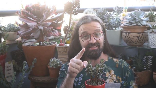 Como cuidar de SUCULENTAS no INVERNO смотреть онлайн