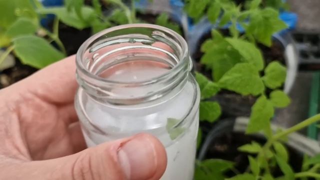 Я Обалдел! За 2 Дня Стебель у Рассады Жирный и Крепкий! Рассада Коренастая! смотреть онлайн