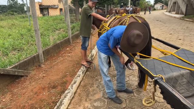 50 Boiada Sai No Estradão Para Uma Reunião de Amigos Carreiros смотреть онлайн