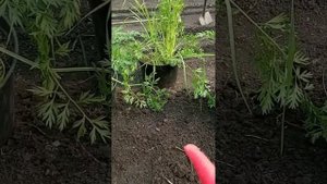 Сажаем Морковь на семена. Как получить к осени Свои семена моркови в саду.