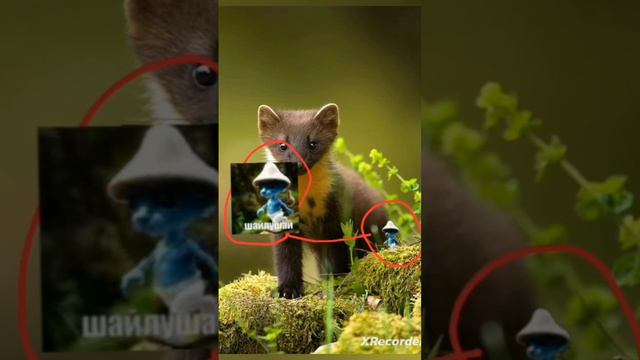 Шайлушай #мем #шайлушай #топ смотреть онлайн