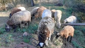 Огромная польза от содержания овец в хозяйстве.