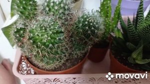 Комнатные цветы. Обзор комнатных цветов на кухне.