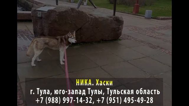 Пропала собака! НИКА. Хаски. Тула, Тульская область смотреть онлайн