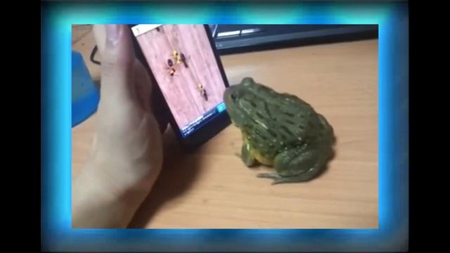 Лягушачьи игры!_(Лягушка играет в игру на смартфоне)