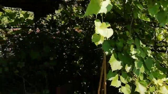 Дача начало смотреть онлайн