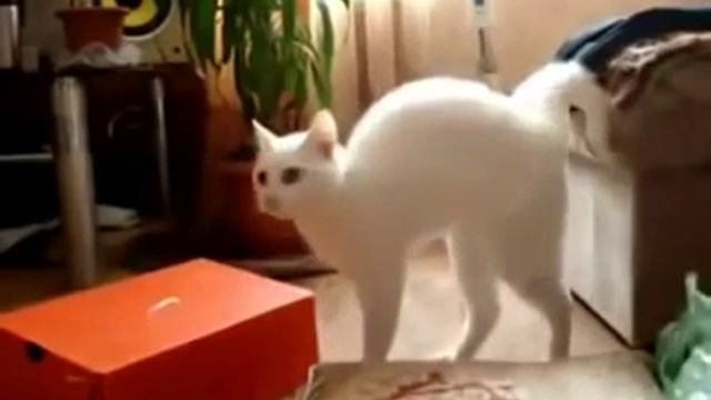 White cat walking on two legs / Белый кот ходит на двух лапах смотреть онлайн
