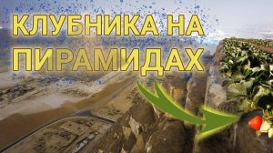 Клубника на пирамидах