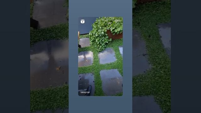 Plant Tiles of Dichondra repens