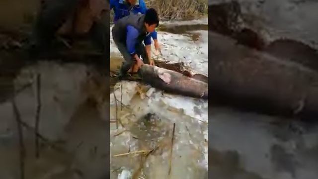 Огромный Сом на острогу.? смотреть онлайн