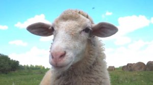 ОЛИНО КОЛЕЧКО стихотворение С.Я. Маршак  арам-зам-зам ( гуси,  индюк, сорока, кошка, овечка и тд)