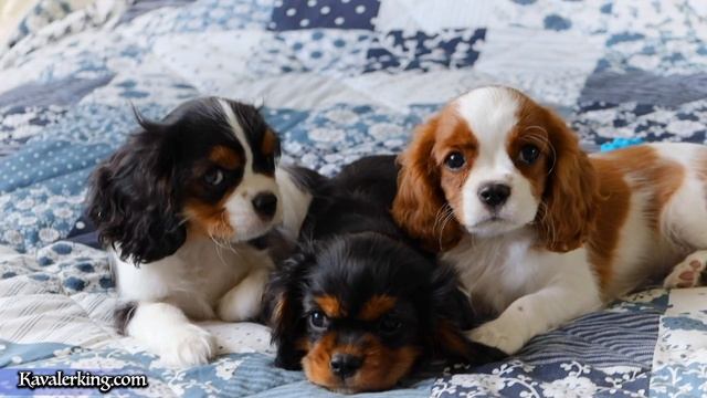 Кавалер Кинг Чарльз спаниель смотреть онлайн