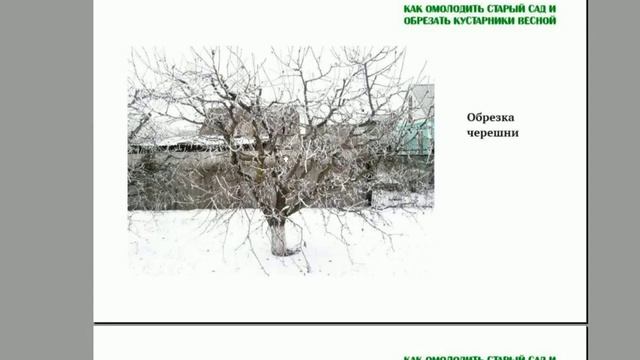 Обрезка и омоложение черешни  Как омолодить и обрезать деревья  Часть 9