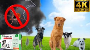 Обработка  бездомных собак от клещей блох