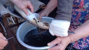 Разведение осетровых в домашних условиях. Получение икры.