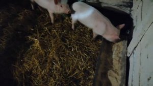 Бешеные свиньи ! // КАК КОРМИТЬ СВИНЕЙ! //  НАЧАЛО СВИНОВОДСТВА// ПОРОСЯТА