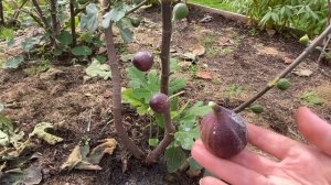 Инжир Харди Чикаго. Hardy Chicago fig