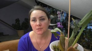 КАМБРИЯ / МОЖНО ЛИ СПАСТИ БУЛЬБУ БЕЗ КОРНЕЙ