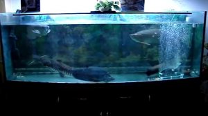 Арована, кормление мега больших рыб ( Feeding Arowana )