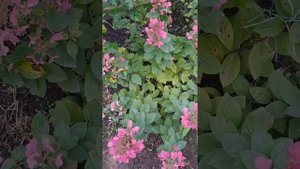 Меджикл Фаер- красный сорт метельчатой гортензии!