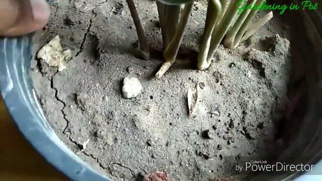 Care of Calathea Ornata indoor plant in hindi/How to Grow/Care Indoor Plants in summer/in winter