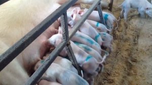 Как работает станок опороса--свиноматка не давит поросят!