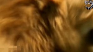 СЕМЬЯ - это СИЛА, МАМА - это ЖИЗНЬ. ЛЬВИЦА ЯРОСТНО БРОСИЛАСЬ на ЗАЩИТУ ДЕТЁНЫША