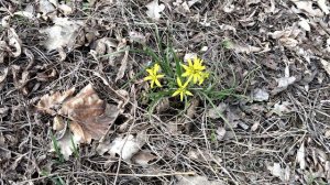 Пчелочка златая что же ты жужжишь?