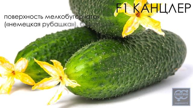 Огурец «Канцлер». Профессиональные семена Гавриш.