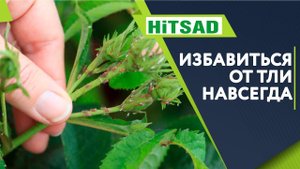 Страшная ТЛЯ На Розах  Что делать ✔️