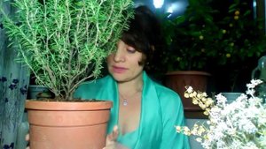 Розмарин: выращивание и уход