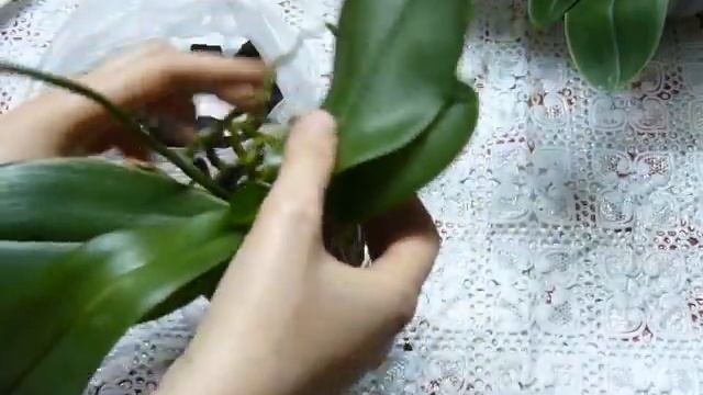 ✅ Орхидея в закрытой системе. Способ посадки орхидей. Orchid in a glass vase. смотреть онлайн