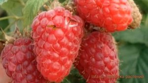 Малина традиционная Киржач (rubus) ? малина Киржач обзор: как сажать саженцы малины Киржач