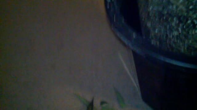 Blue Mammoth #1 Harvest смотреть онлайн