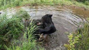 Дуся как будто не видит. Медведь.