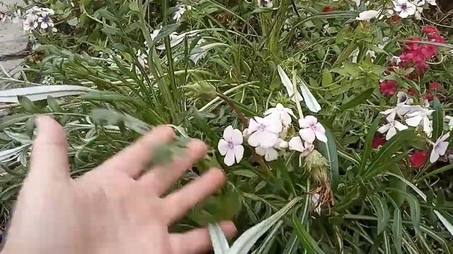 Флокс однолетний - цветок Севера . В октябре это чудо противостоит заморозкам и все еще цветет.