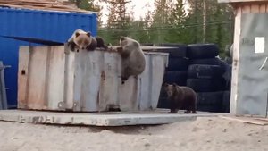 Медведица с медвежатами