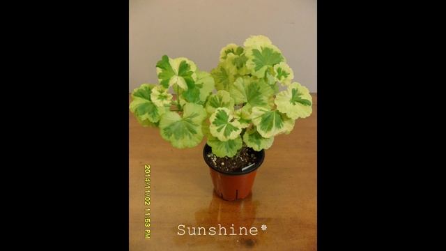 Pelargonium Ivory snow 1 (2014~2015) 펠라고늄 아이보리 스노우 смотреть онлайн