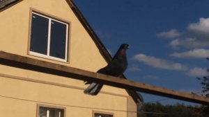 николаевские голуби черные белохвостые Владимира Викторовича Маркова 1ч.